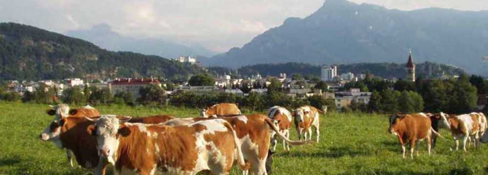 Mostschenke Rauchenbichlgut in Salzburg