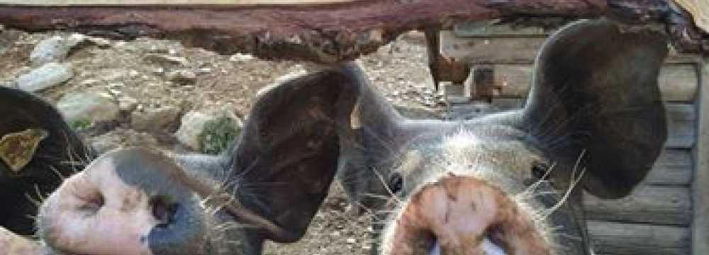 Millst�tter H�tte in Schwaigerschaft