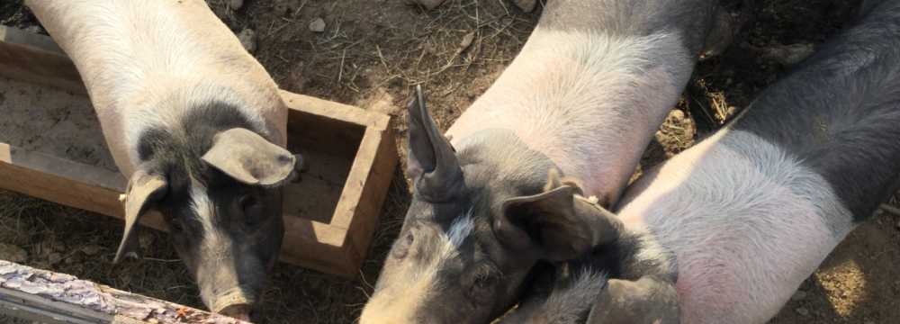 Millst�tter H�tte in Schwaigerschaft