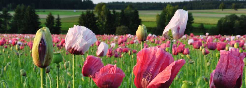 Mohnwirt Neuwiesinger in Sallingberg