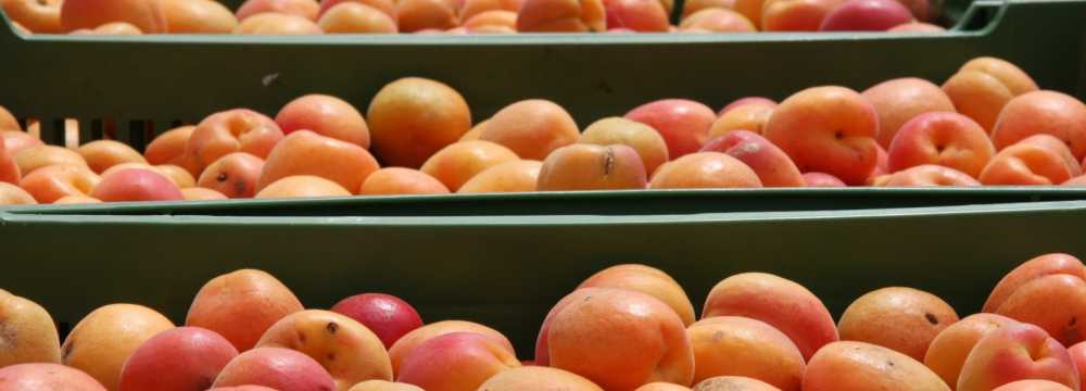 Heuriger Zum Poysdorfer in Poysdorf