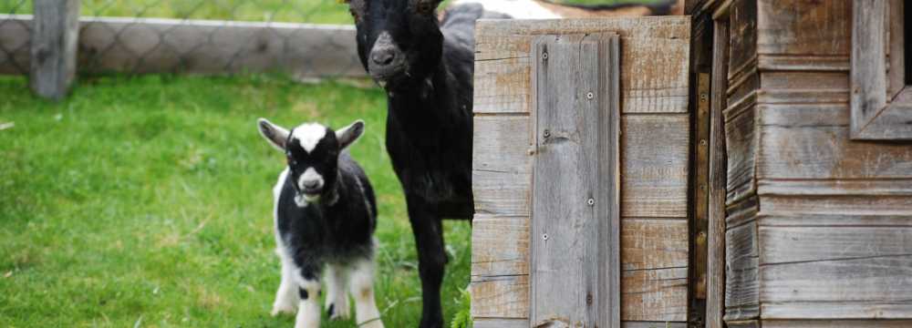 Schwarzseehtte in Afritz am See