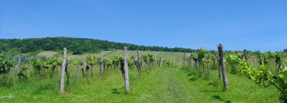 Restaurants in Wien: Das Schreiberhaus