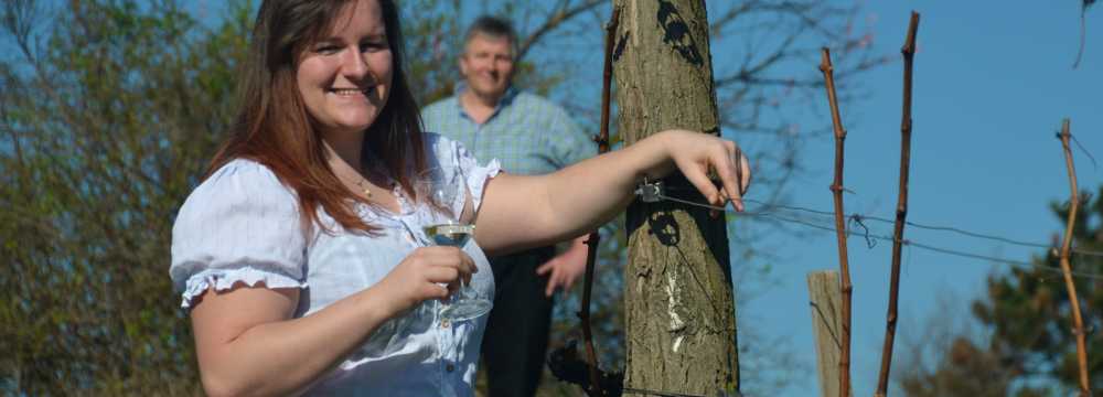 Weingut Schachl Christine und Harald in Bad Vslau