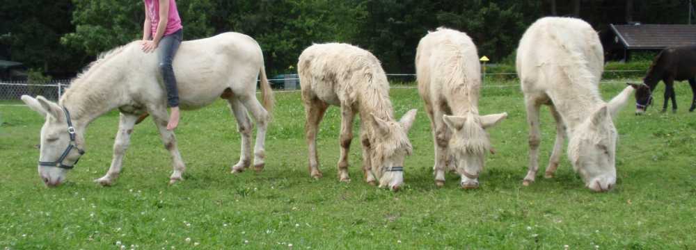 Wirtshaus Nattererboden in Innsbruck