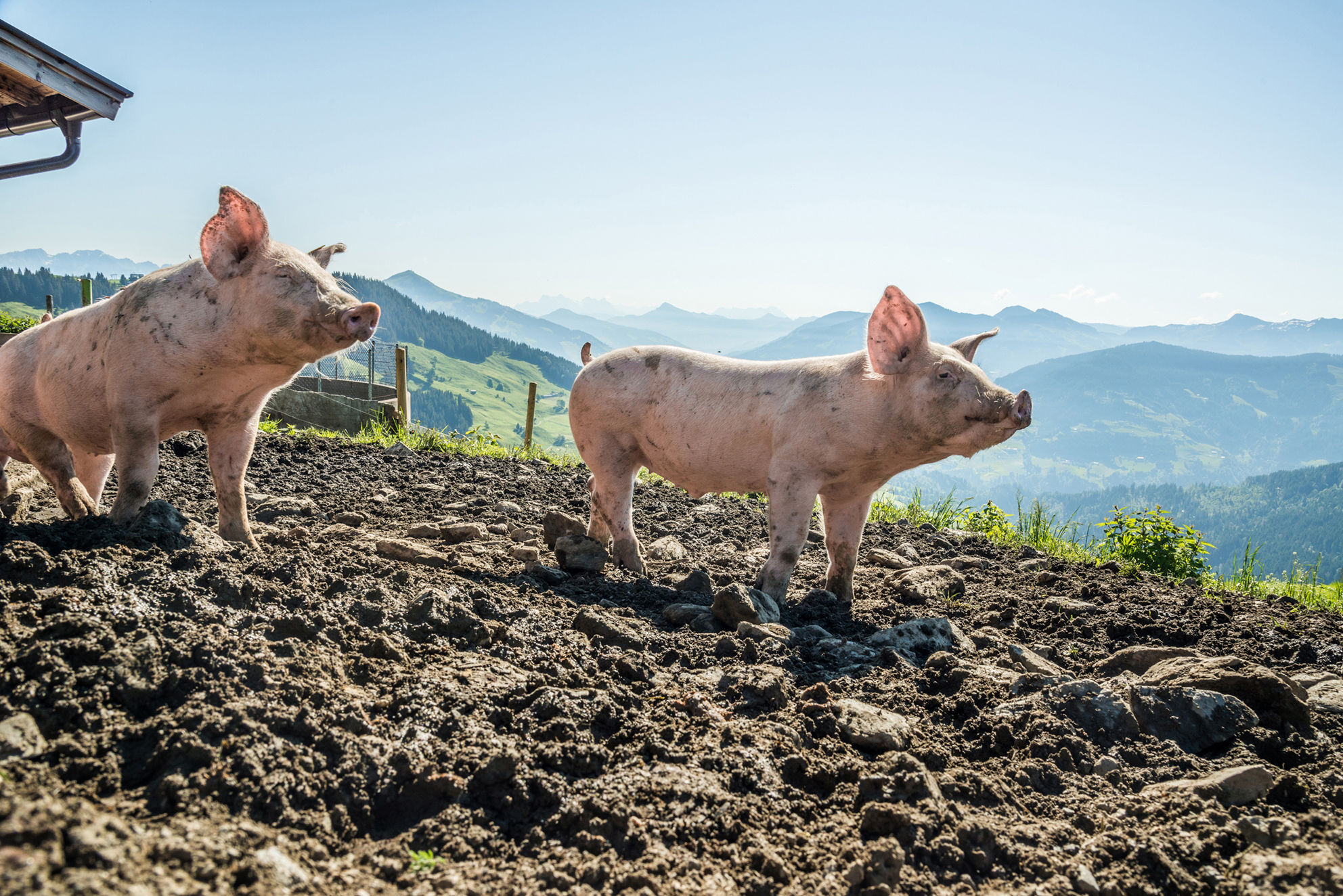 Spezialitäten vom Brixentaler Almschwein