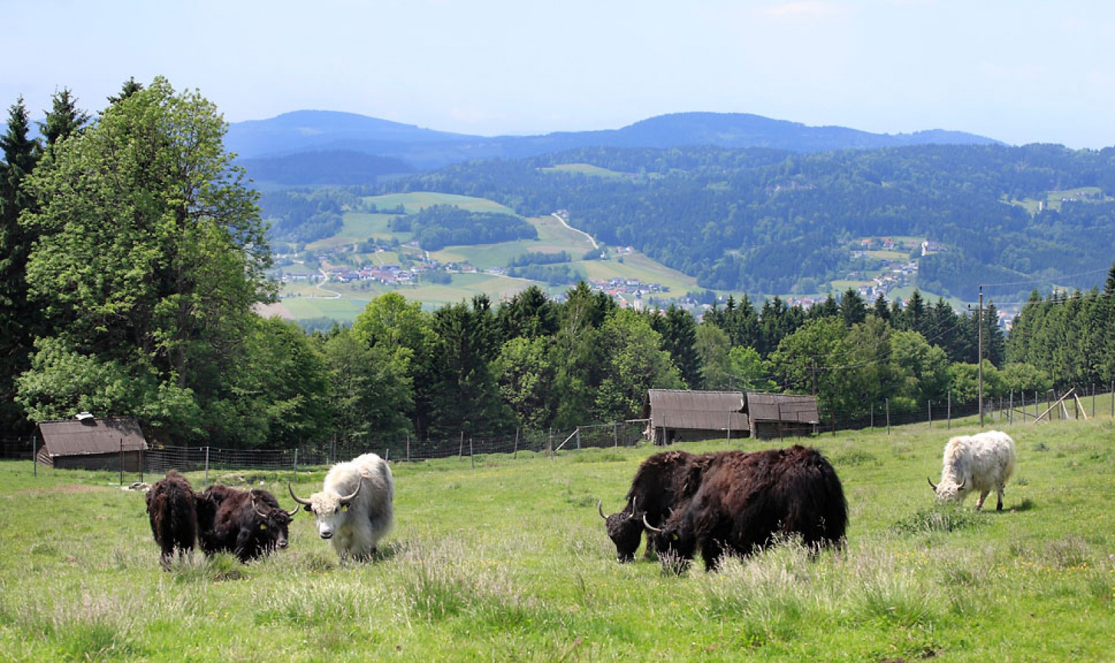Landhotel Haagerhof in Aigen-Schlägl, Foto 13