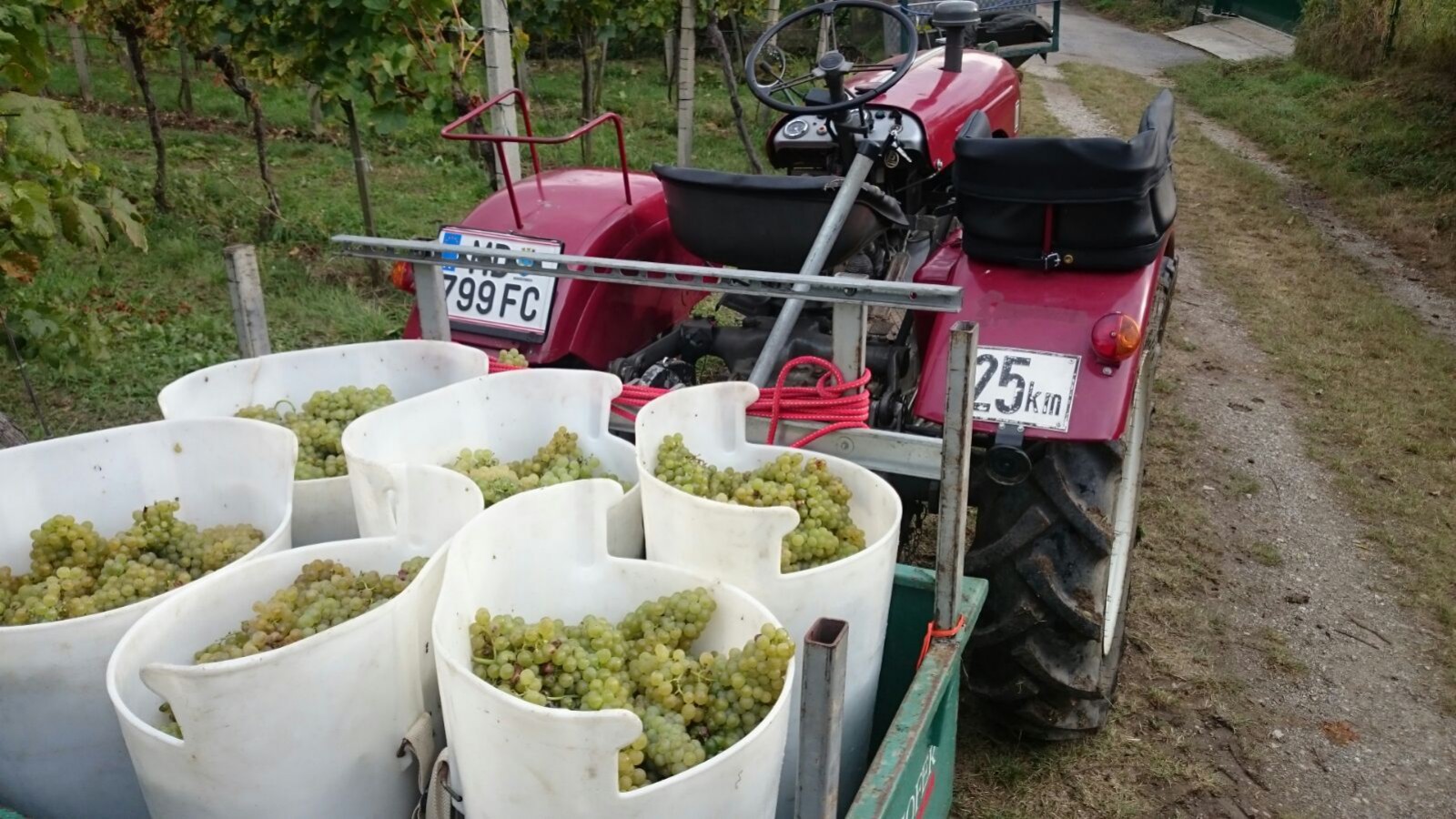 Weinbau Fiona und Martin Spiegelhofer GesBR in Perchtoldsdorf, Foto 3