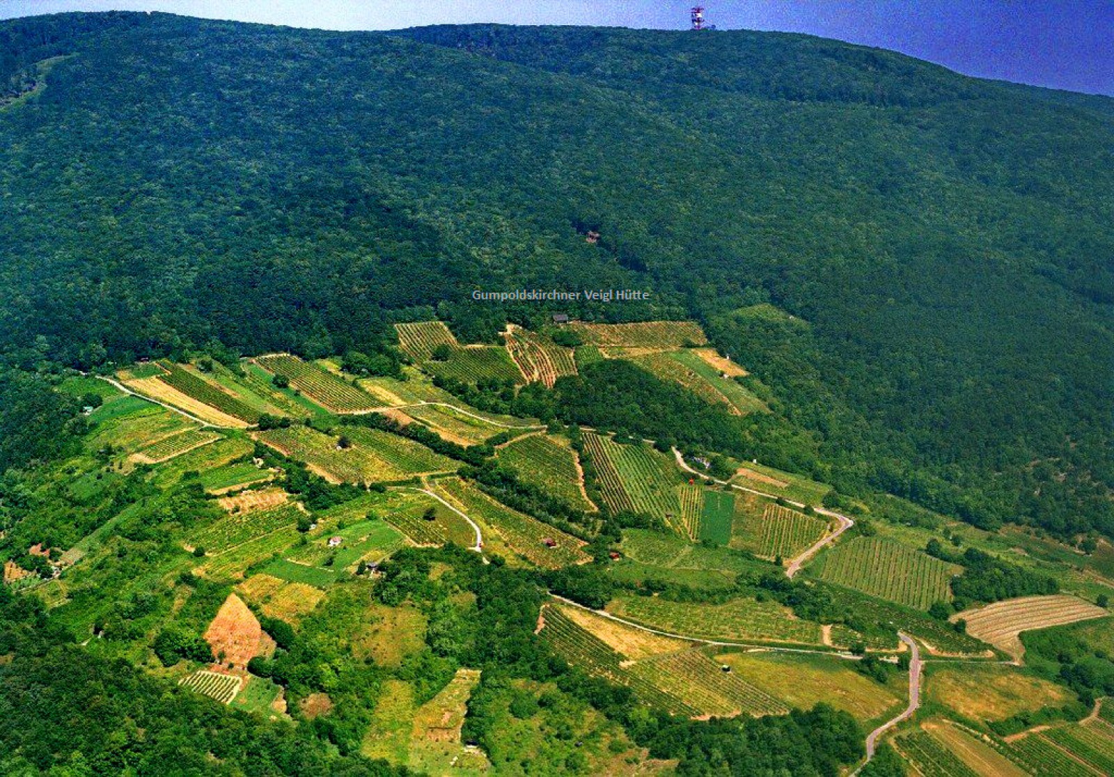 GUMPOLDSKIRCHNER VEIGL-HÜTTE in Gumpoldskirchen, Foto 5