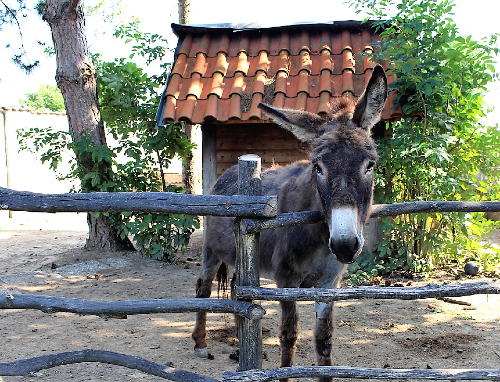 La Hacienda im Weinviertel in Wilfersdorf, Foto 4