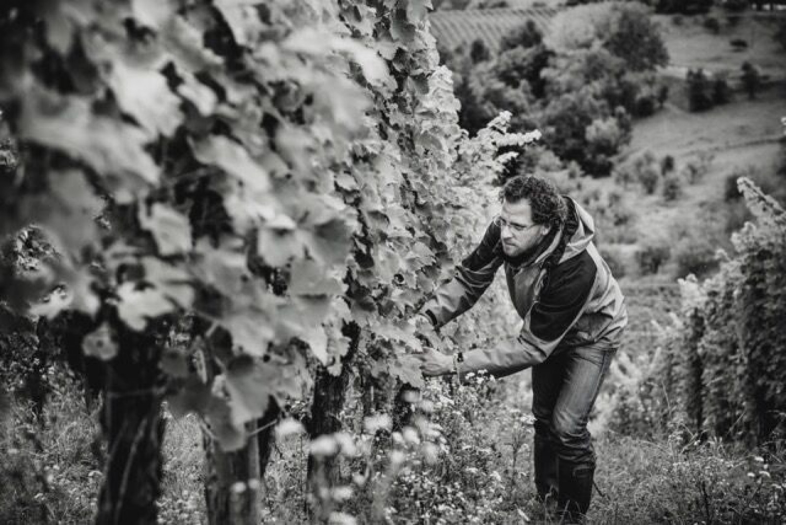 Weingut Wolfgang Maitz in Ehrenhausen an der Weinstraße, Foto 1