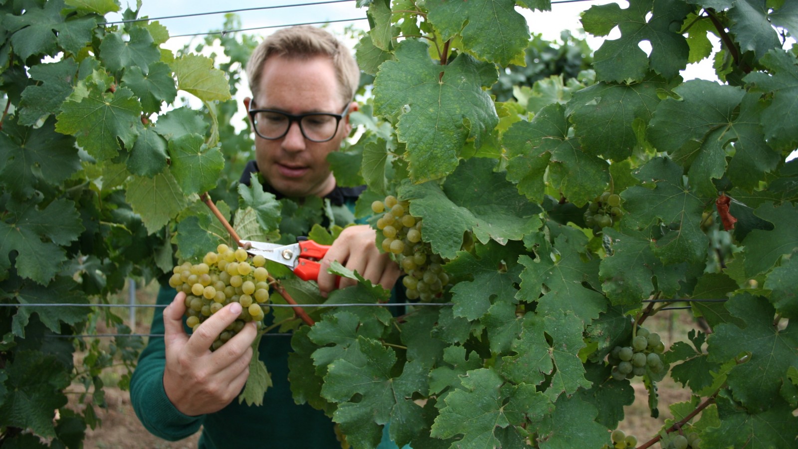 Restaurant Weingut-Heuriger Lehner in Langenlois