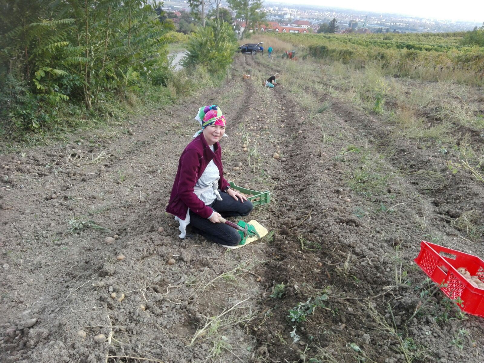 Spaetrot Heuriger in Gumpoldskirchen, Foto 8