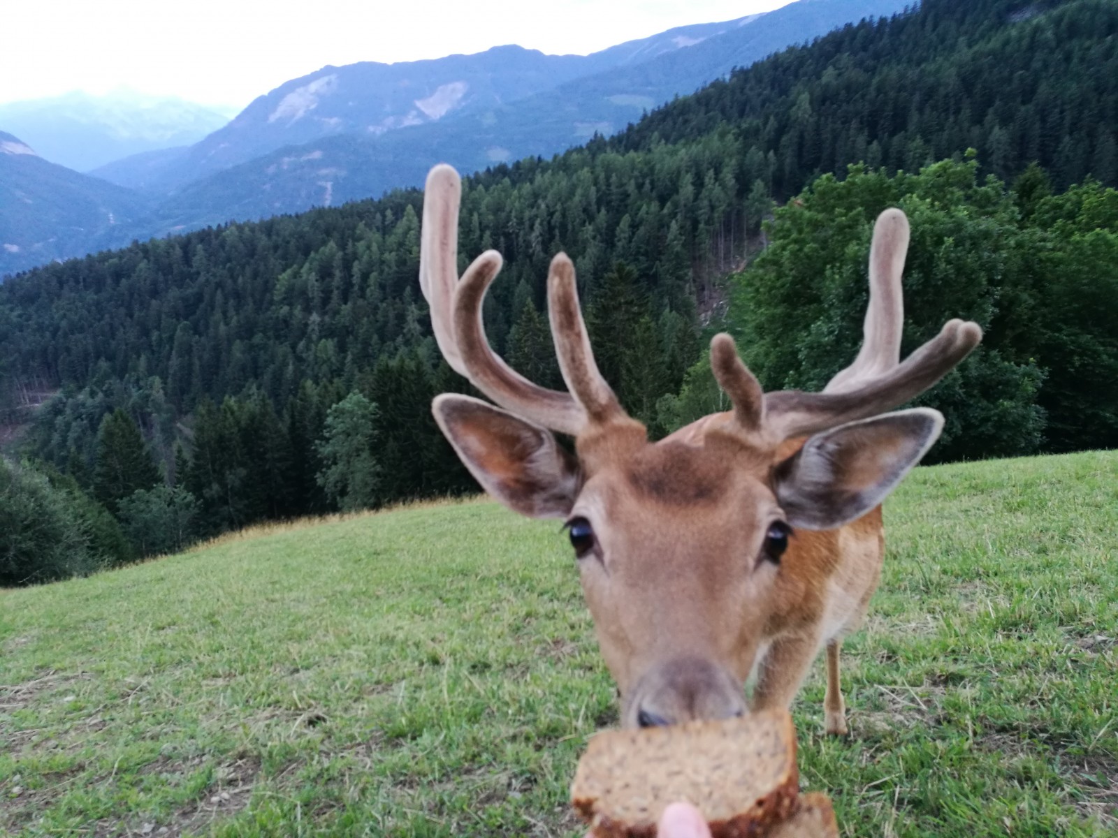 Panoramagasthof Glader in Oberdrauburg, Foto 4