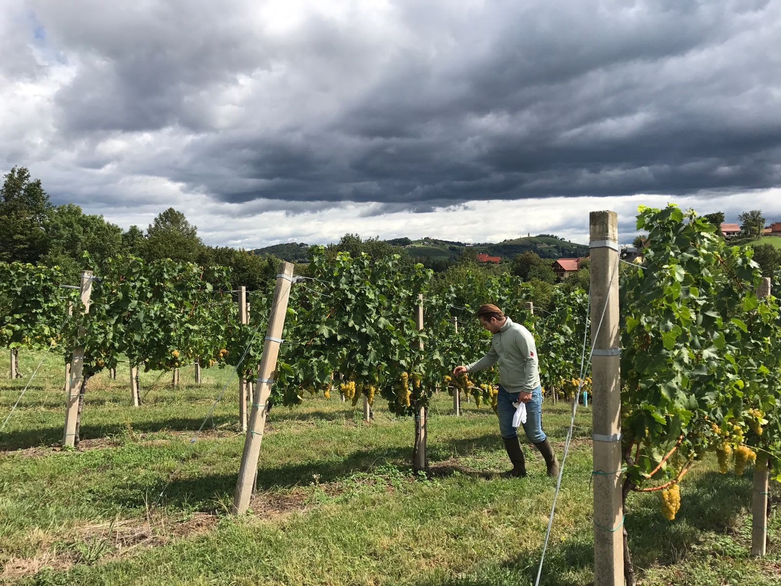 Weingut Gutjahr in Kitzeck im Sausal, Foto 2