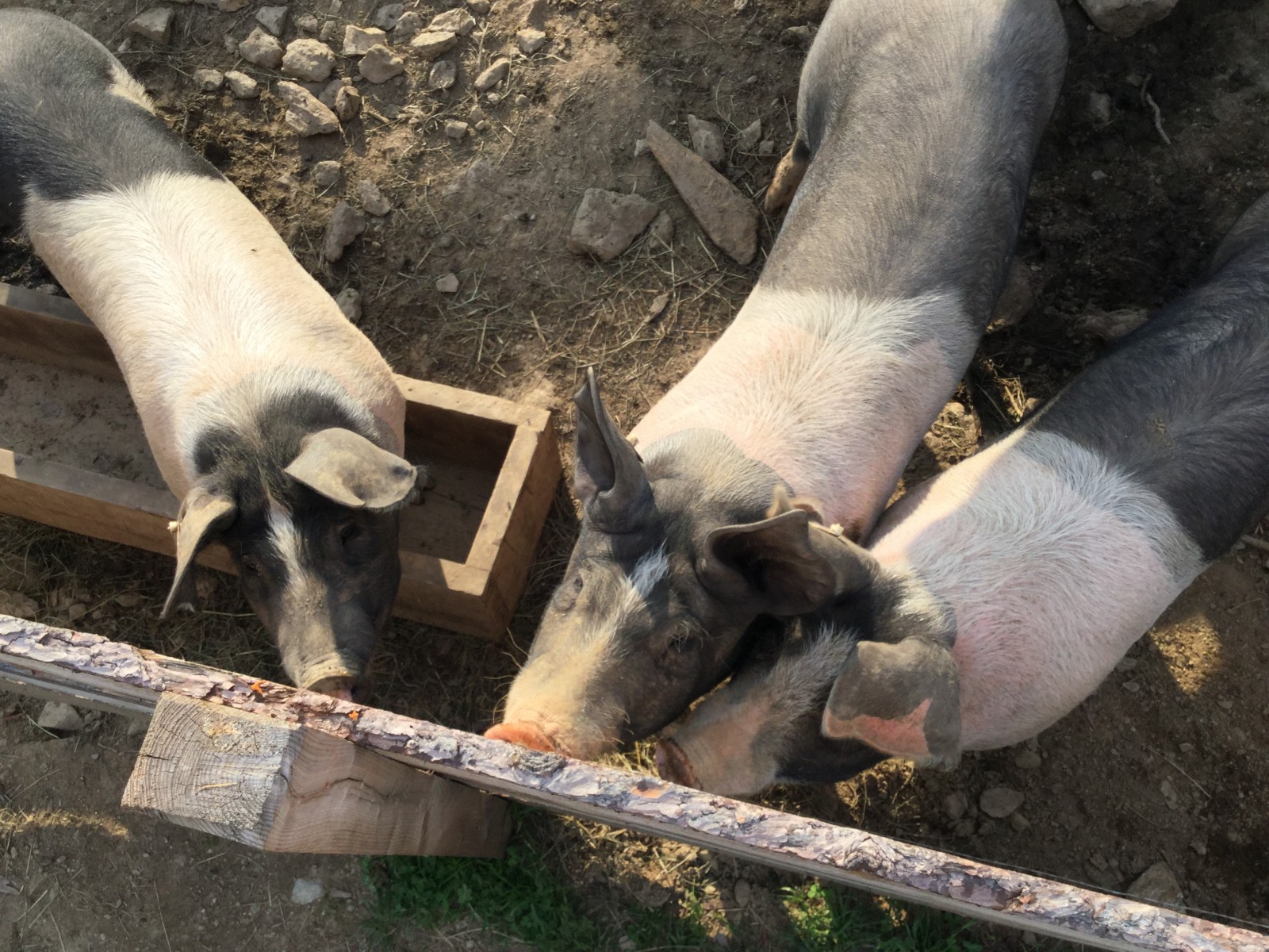 Millstätter Hütte in Schwaigerschaft, Foto 13