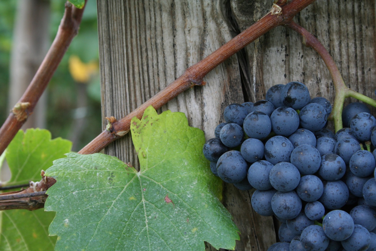 Weingut-Heuriger Lehner in Langenlois, Foto 3