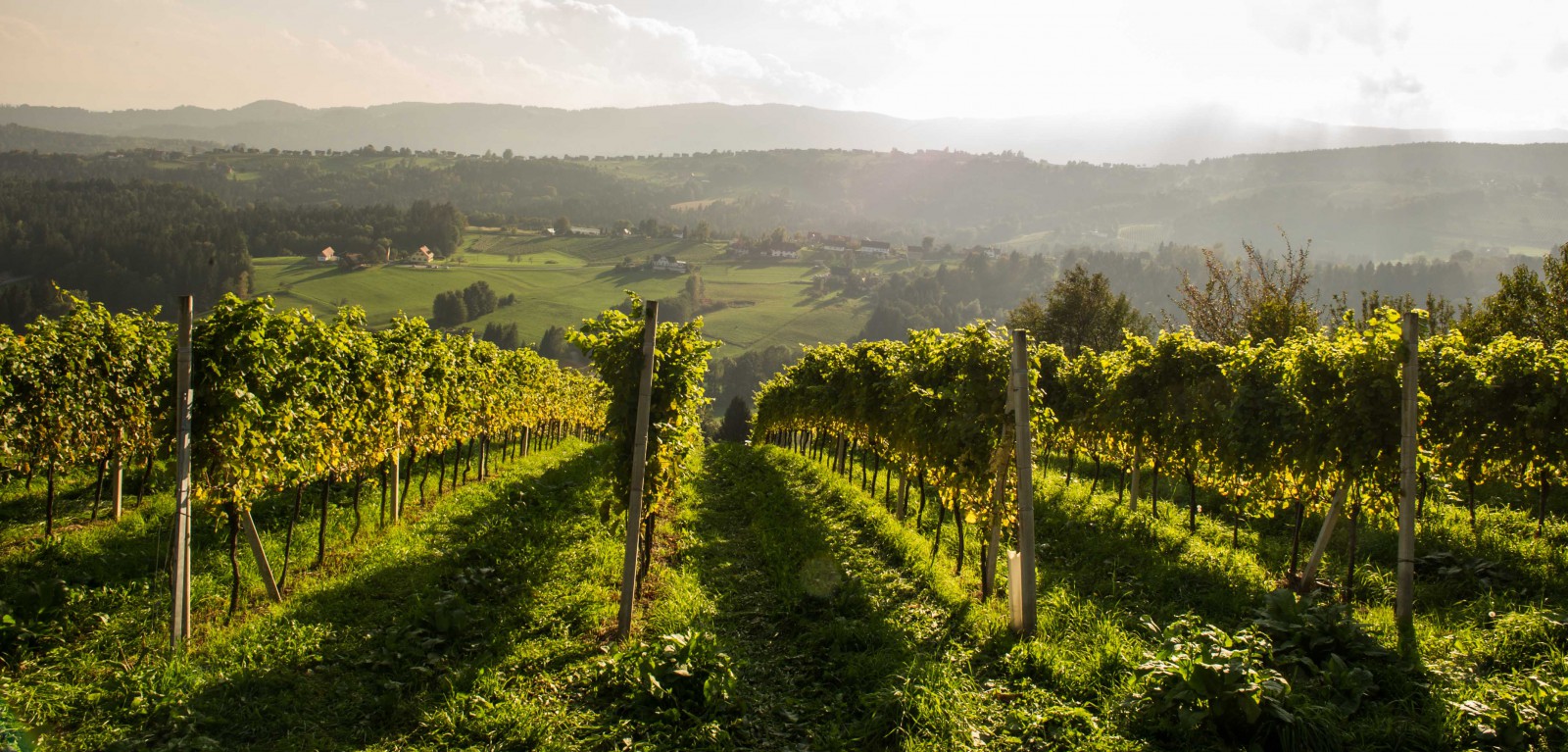 Weingut Machater in Sankt Stefan, Foto 3